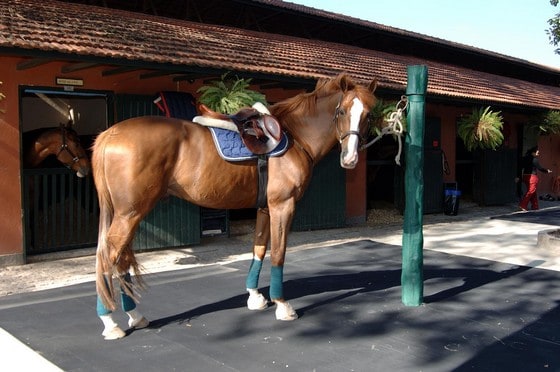 cavalo parado em cima de um tapete de borracha que oferece o conforto para transportar o animal.