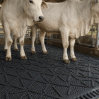 Piso boiadeiro com vacas